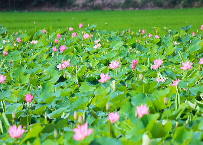 Biểu tượng hoa sen trong phong thủy